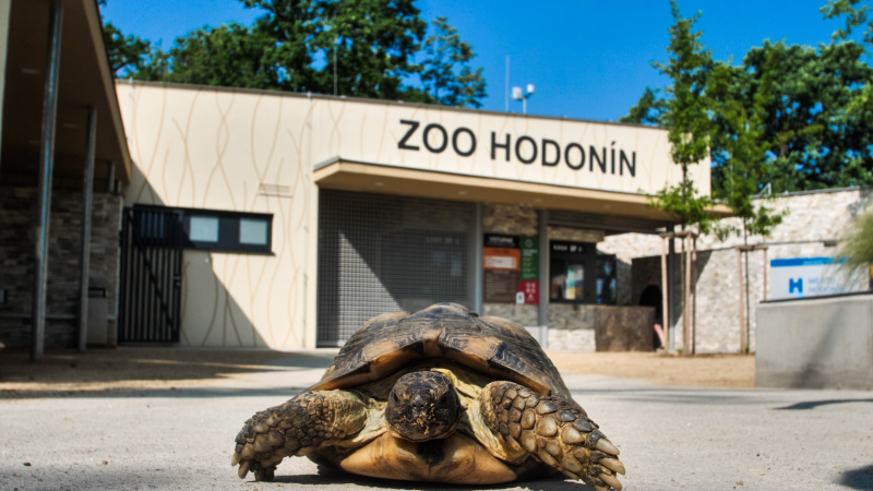 Želva vroubená ze Zoo Hodonín se dočká nového jména