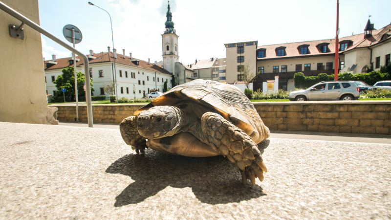 Želva vyhlíží své nové jméno