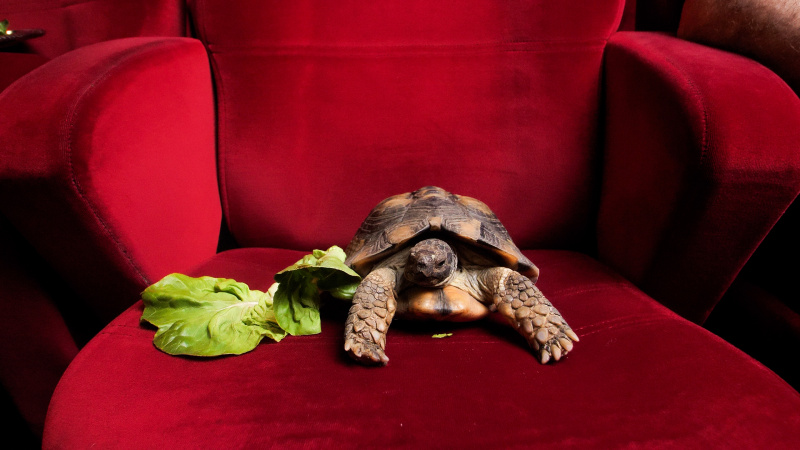 Želva bude pokřtěna oblíbenou pochoutkou - salátem